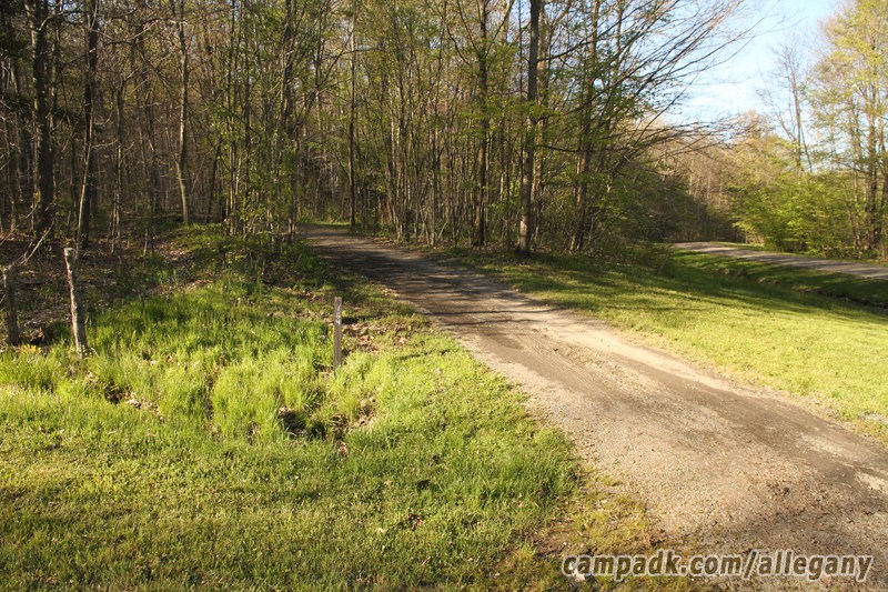 Campsite Photo of Site 164 at Allegany State Park, New York - Looking at Site from Road Sign Visible