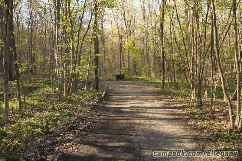 Campsite Photo of Site 164 at Allegany State Park, New York - Looking at Site from Part Way In