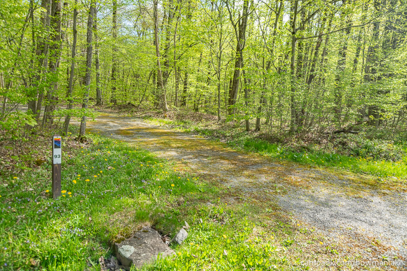 Campsite Photo of Site 93 at Bowman Lake State Park, New York - Looking at Site from Road Sign Visible