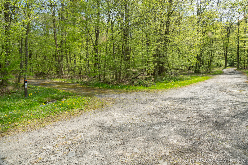 Campsite Photo of Site 93 at Bowman Lake State Park, New York - View Down Road from Campsite