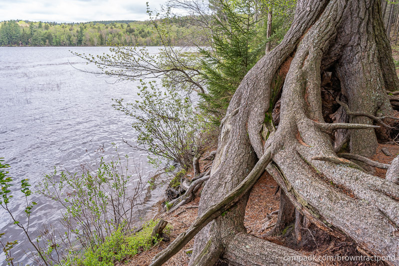 Campsite Photo of Site 12 at Brown Tract Pond Campground, New York - Shoreline
