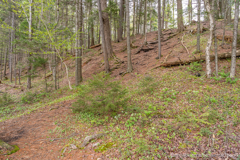 Campsite Photo of Site 12 at Brown Tract Pond Campground, New York - Returning Along Pathway from Water