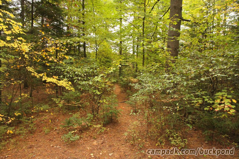 Campsite Photo of Site 7 at Buck Pond Campground, New York - Pathway Down to Water