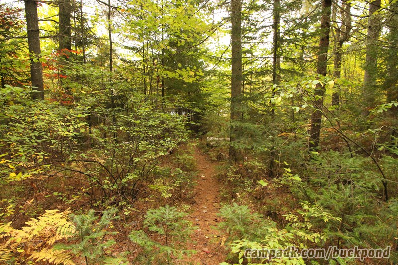Campsite Photo of Site 7 at Buck Pond Campground, New York - Pathway Down to Water