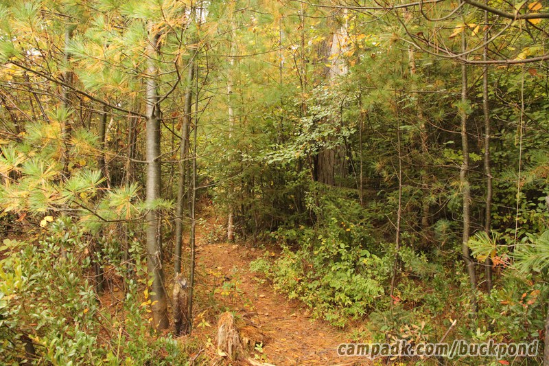 Campsite Photo of Site 7 at Buck Pond Campground, New York - Returning Along Pathway from Water