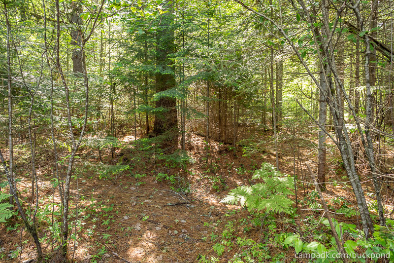 Campsite Photo of Site 7 at Buck Pond Campground, New York - Returning Along Pathway from Water