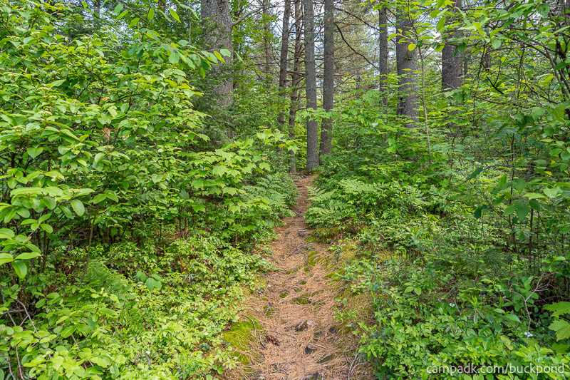 Campsite Photo of Site 19 at Buck Pond Campground, New York - Returning Along Pathway from Water