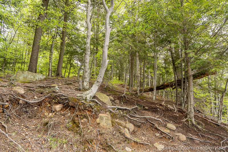 Campsite Photo of Site 14 at Cranberry Lake Campground, New York - Returning Along Pathway from Water
