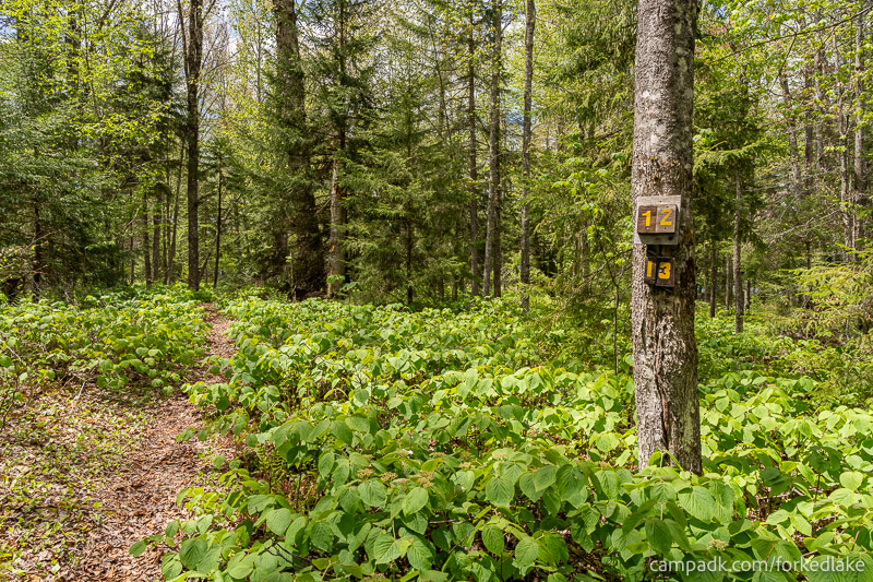Campsite Photo of Site 12 at Forked Lake Campground, New York - Hike-In Pathway