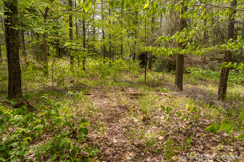 Campsite Photo of Site 12 at Forked Lake Campground, New York - Hike-In Pathway