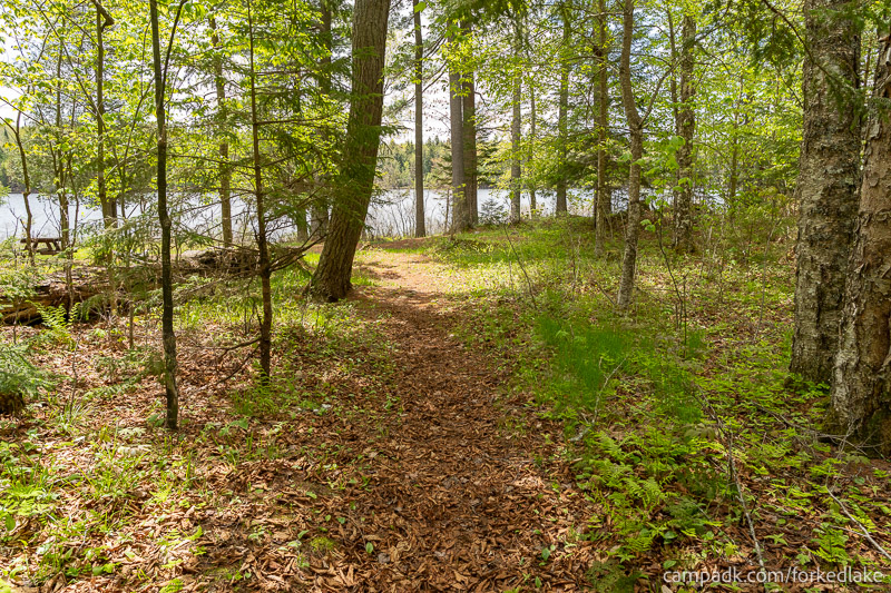 Campsite Photo of Site 12 at Forked Lake Campground, New York - Hike-In Pathway
