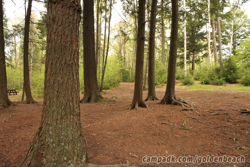 Campsite Photo of Site 100 at Golden Beach Campground, New York - Looking Back Towards Road