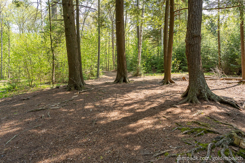 Campsite Photo of Site 100 at Golden Beach Campground, New York - Looking Back Towards Road