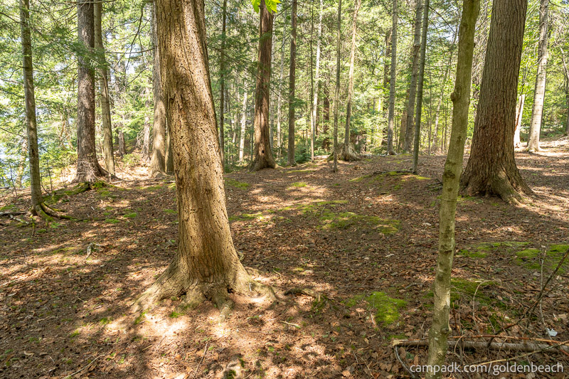 Campsite Photo of Site 200 at Golden Beach Campground, New York - Looking at Site from Part Way In