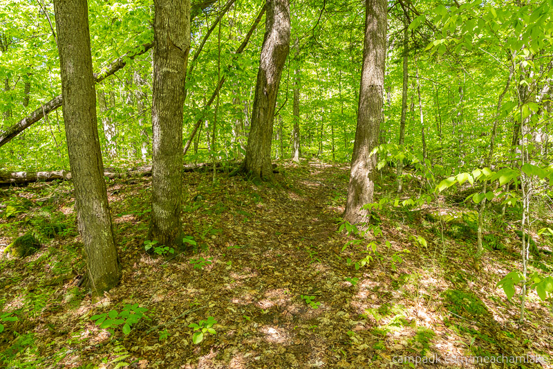 Campsite Photo of Site 192 at Meacham Lake Campground, New York - Looking Back Towards Road