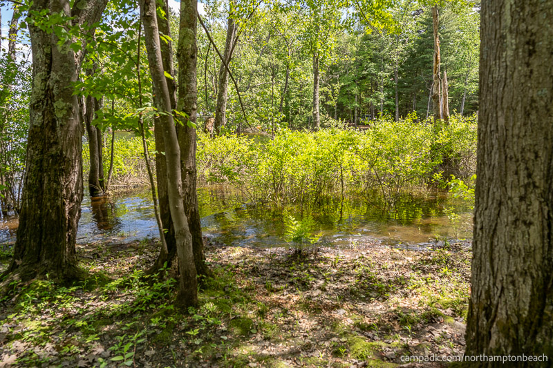 Campsite Photo of Site 98 at Northampton Beach Campground, New York - Shoreline