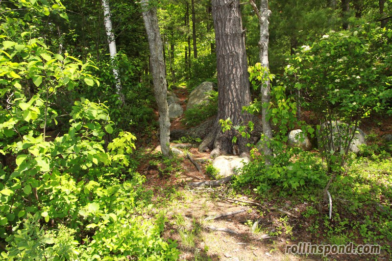 Campsite Photo of Site 222 at Rollins Pond Campground, New York - Returning Along Pathway From Water