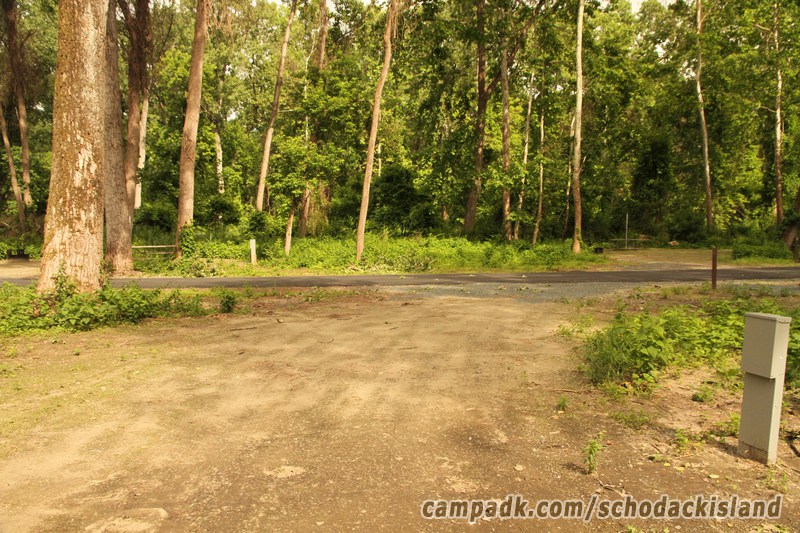 Campsite Photo of Site 8 at Schodack Island State Park, New York - Looking Back Towards Road
