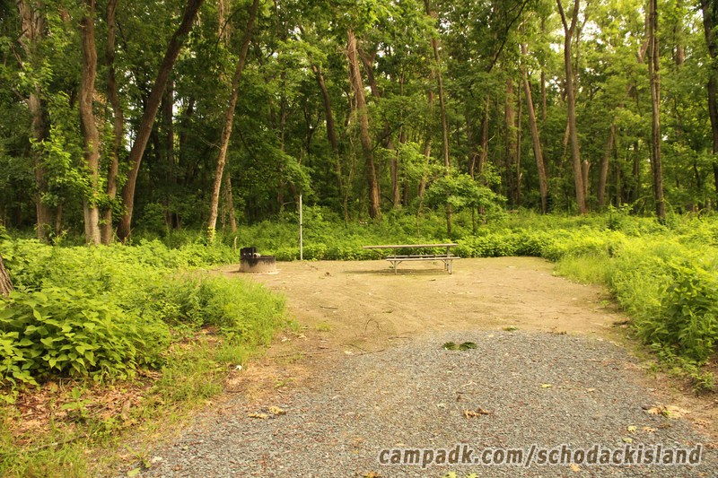 Campsite Photo of Site 51 at Schodack Island State Park, New York - Looking at Site from Road