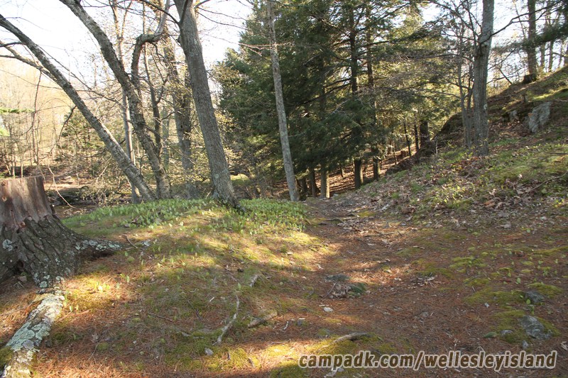 Campsite Photo of Site 19 at Wellesley Island State Park, New York - Returning Along Pathway from Water