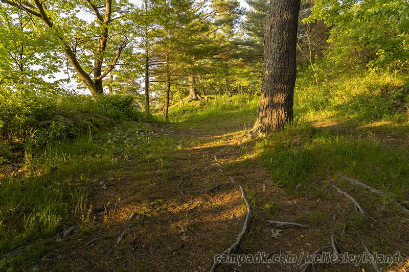 Campsite Photo of Site 19 at Wellesley Island State Park, New York - Looking at Site from Part Way In