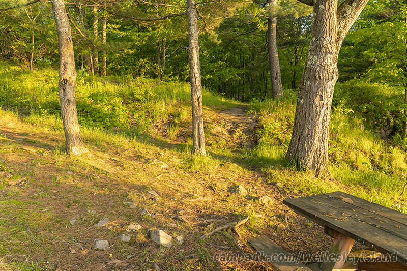 Campsite Photo of Site 19 at Wellesley Island State Park, New York - Looking Back Towards Road