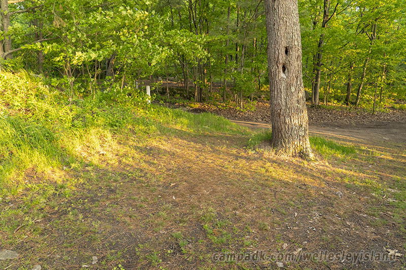 Campsite Photo of Site 19 at Wellesley Island State Park, New York - Looking Back Towards Road