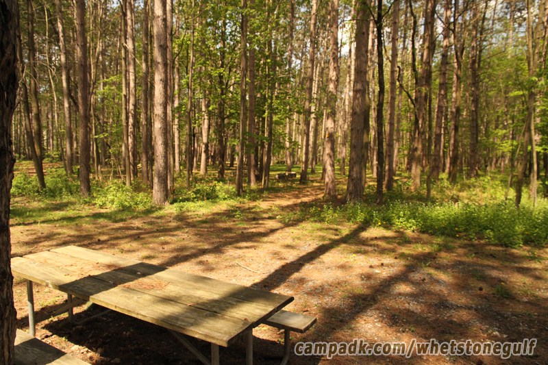 Campsite Photo of Site 45 at Whetstone Gulf State Park, New York - Cross Site View