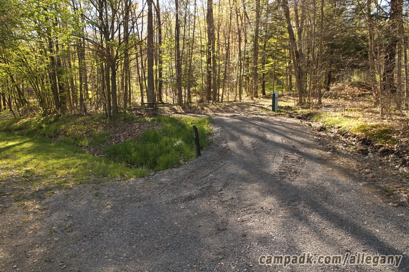 Campsite Photo of Site 126 at Allegany State Park, New York - Looking at Site from Road Sign Visible