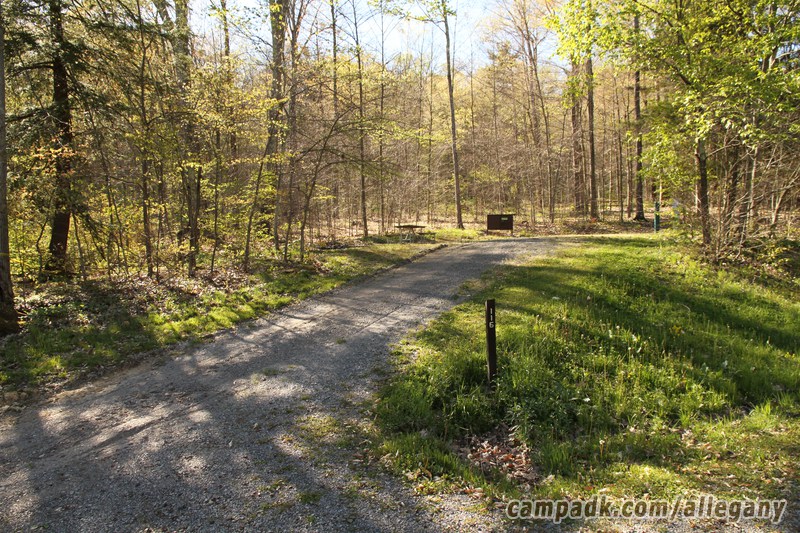 Campsite Photo of Site 116 at Allegany State Park, New York - Looking at Site from Road Sign Visible