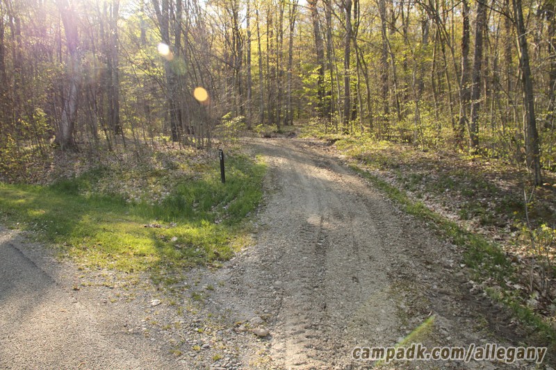 Campsite Photo of Site 161 at Allegany State Park, New York - Looking at Site from Road Sign Visible