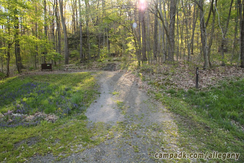 Campsite Photo of Site 151 at Allegany State Park, New York - Looking at Site from Road Sign Visible