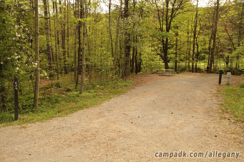 Campsite Photo of Site 24 at Allegany State Park, New York - Looking at Site from Road Sign Visible