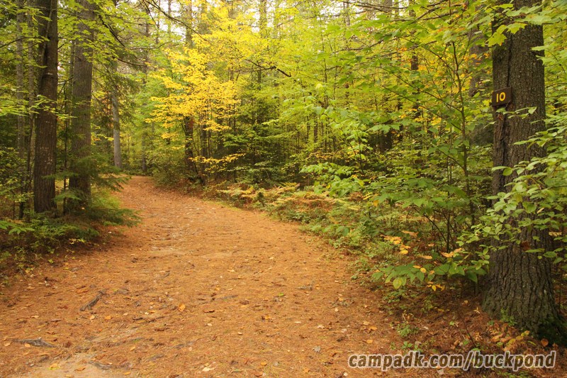 Campsite Photo of Site 10 at Buck Pond Campground, New York - Looking at Site from Road Sign Visible