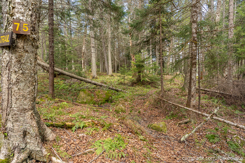 Campsite Photo of Site 75 at Forked Lake Campground, New York - Hike-In Pathway