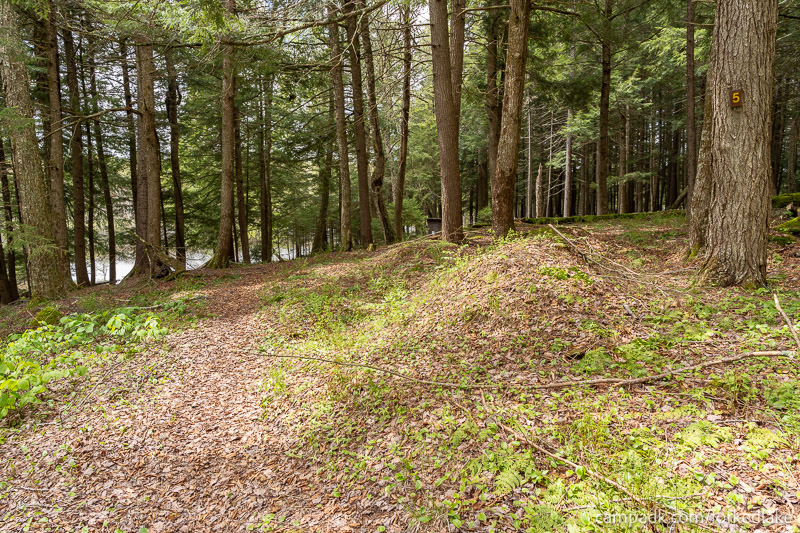 Campsite Photo of Site 5 at Forked Lake Campground, New York - Hike-In Pathway