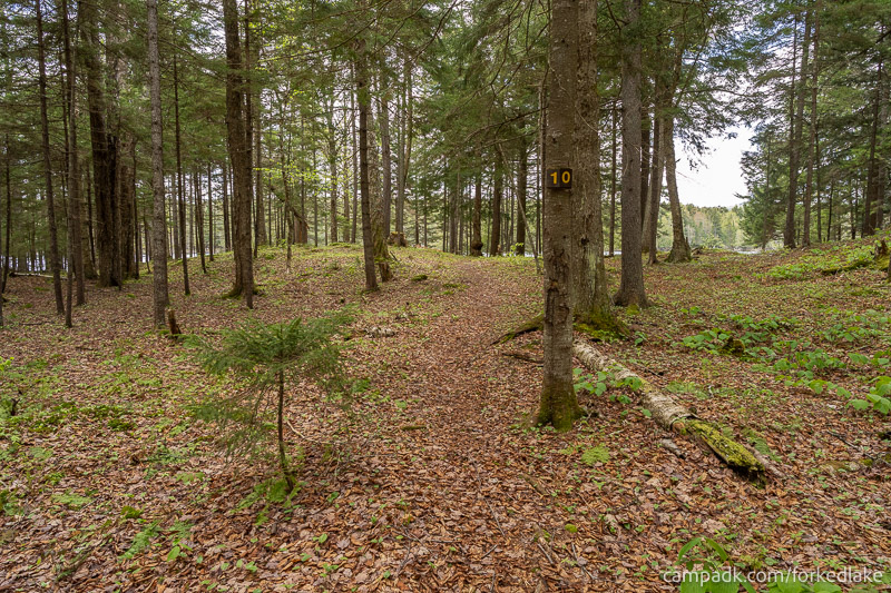 Campsite Photo of Site 10 at Forked Lake Campground, New York - Hike-In Pathway