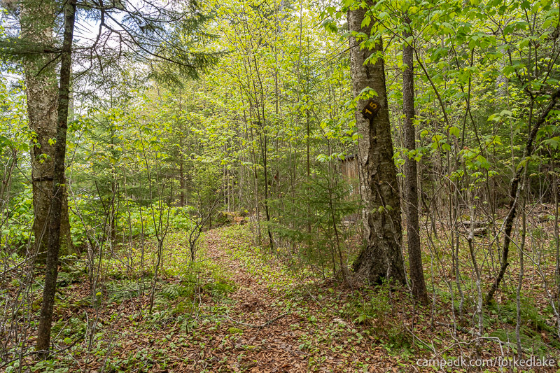 Campsite Photo of Site 15 at Forked Lake Campground, New York - Hike-In Pathway