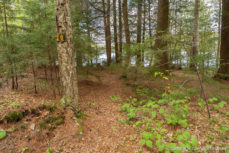 Campsite Photo of Site 20 at Forked Lake Campground, New York - Hike-In Pathway