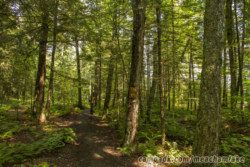 Campsite Photo of Site 176 at Meacham Lake Campground, New York - Looking at Site from Road Sign Visible